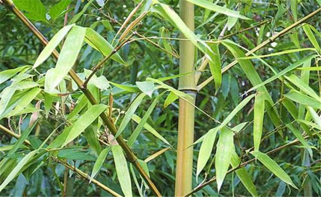 烏哺雞竹的變種、變型