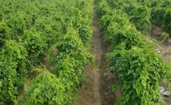 山藥的需肥特點(diǎn)，山藥如何施基肥、怎樣追肥