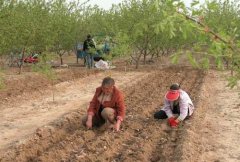 山藥種植前如何處理，種植山藥如何整地挖溝