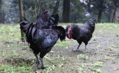 烏骨雞的常用礦物質(zhì)、維生素飼料簡介