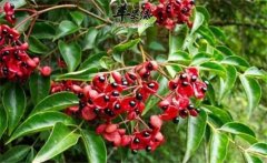 野鴉椿如何種植？野鴉椿的生態(tài)習(xí)性簡介
