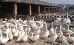 種鵝場規(guī)劃原則，種鵝場建設(shè)的幾個細節(jié)問題