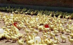 鵝雛怎么飼養(yǎng)？飼養(yǎng)雛鵝必須把握好這六個要點(diǎn)