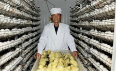 鵝孵化的過(guò)程中會(huì)出現(xiàn)哪些問(wèn)題，如何解決？