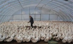 如何用大棚飼養(yǎng)肉鵝，提高經(jīng)濟(jì)效益