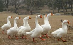 母鵝蛋子瘟的癥狀、預(yù)防方法和治療方法