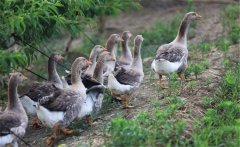 生產(chǎn)肥肝鵝的品種、性別與年齡選擇問題