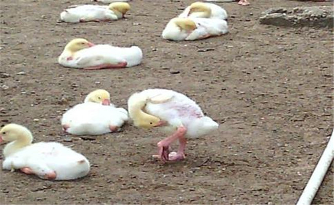 雛鵝葡萄球菌病的癥狀、診斷方法和防治措施