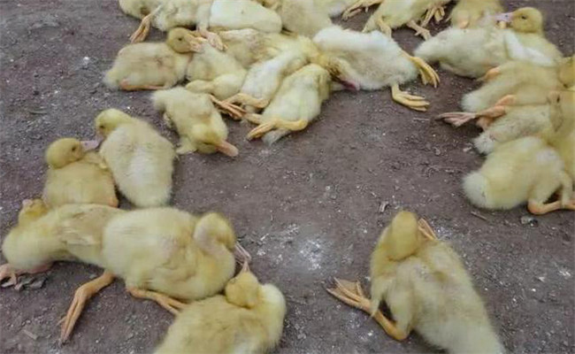 鵝白痢的癥狀、特點與預(yù)防治療方法