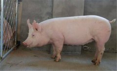 種公豬如何飼喂？種公豬的飼養(yǎng)管理技術要點