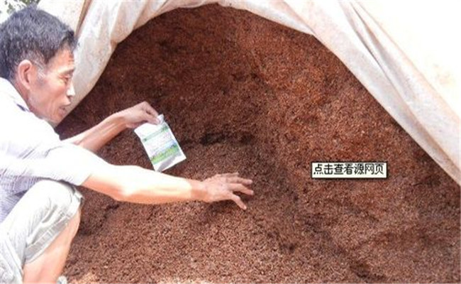 使用酒糟喂豬的具體方法，酒糟喂豬需注意什么