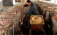 生料喂豬飼料如何選擇、飼喂方式有哪些講究？