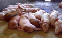 飼料生喂有什么優(yōu)點(diǎn)？生飼料喂豬注意事項(xiàng)