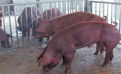 怎樣采集種公豬精液？公豬精液的采集方法步驟