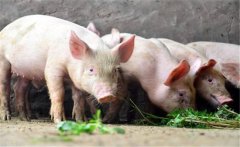 什么是限量飼喂？豬飼養(yǎng)管理的限量飼喂方法