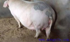 妊娠母豬夏季為什么流產(chǎn)多，妊娠母豬如何度夏
