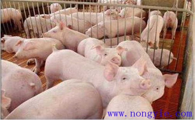 怎樣購(gòu)買母豬，要注意哪些問(wèn)題