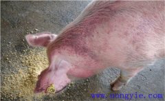 怎樣治療懷孕母豬不吃食，其發(fā)病原因是什么？