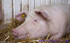 母豬分娩前如何飼養(yǎng)管理？
