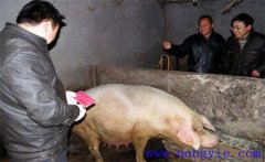 加強(qiáng)選種適配，提高二元雜交母豬產(chǎn)仔數(shù)的方法
