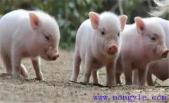 如何治療斷奶仔豬應(yīng)激性腹瀉，發(fā)病原因是什么