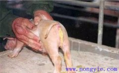 如何預(yù)防與治療仔豬紅痢、仔豬黃痢與仔豬白痢