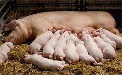 哺乳仔豬的特點(diǎn)，需采取哪些措施減少死亡率？