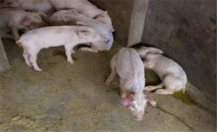 治療豬痢疾需注意哪些事項(xiàng)？豬痢疾的治療方法