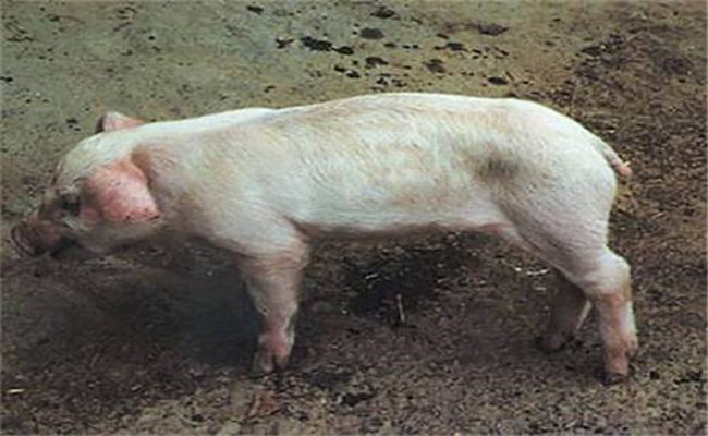 豬副嗜血桿菌病的臨床癥狀、診斷與治療方法