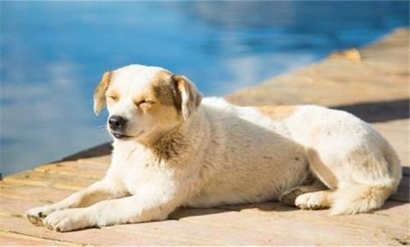 怎樣養(yǎng)好老齡犬，養(yǎng)殖老齡犬應(yīng)注意哪些問題