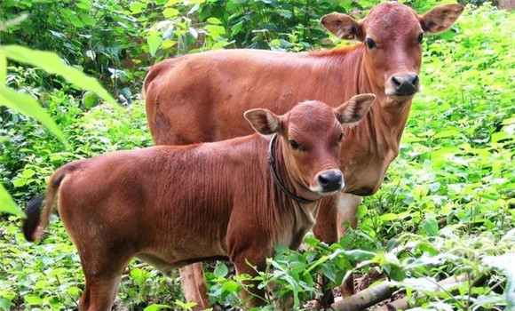 家畜青草搐搦的發(fā)病原因、預(yù)防方法與治療方法
