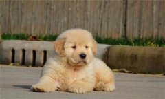 個(gè)人家庭購(gòu)犬應(yīng)注意哪些問題？