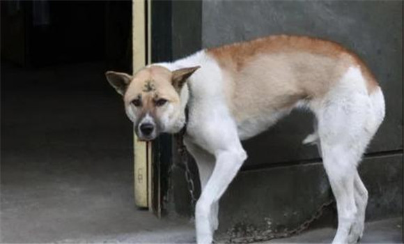 狗都怕什么？犬在什么情況下會表現(xiàn)出恐懼感