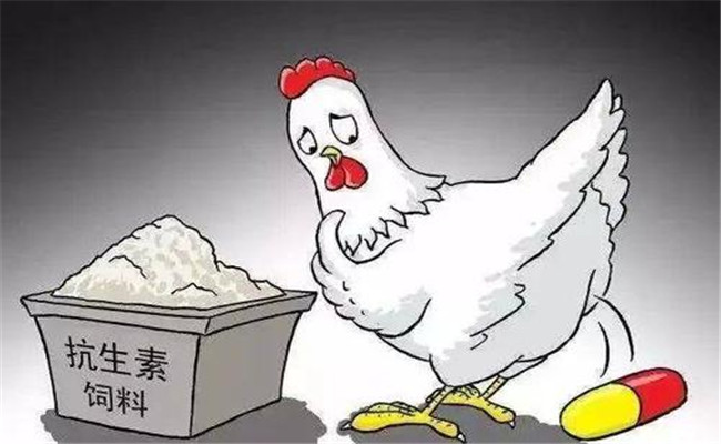 怎樣在飼料中添加抗生素？使用抗生素注意事項