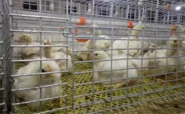 堅(jiān)持隔離飼養(yǎng)，加強(qiáng)家禽保健與疾病防治