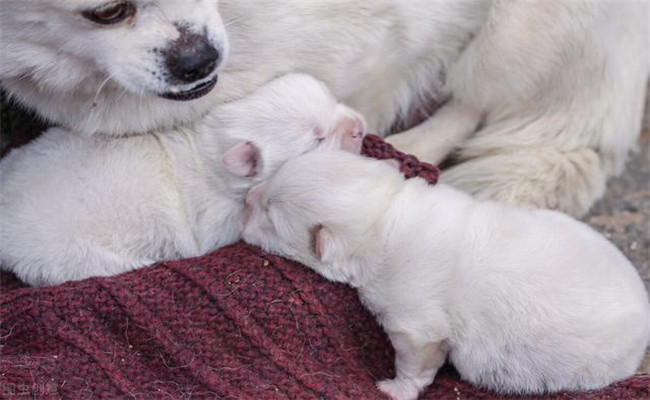 怎樣照料剛買來的幼犬、讓幼犬盡快熟悉新環(huán)境