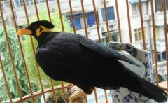 養(yǎng)鳥要注意什么？介紹鳥的衛(wèi)生要求及四季管理