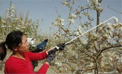 李子花期如何管理？李子花期有哪些注意事項？