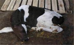 新生牛犢拉綠屎的原因是什么，如何治療？