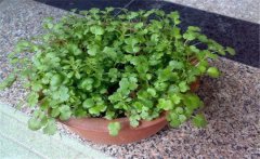 香菜陽臺怎么種？陽臺香菜的種植時間與方法