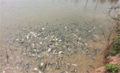 鯽魚養(yǎng)殖密度多少合適？鯽魚飼喂注意事項
