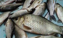 鯽魚是淡水魚還是海魚？鯽魚主要品種簡介