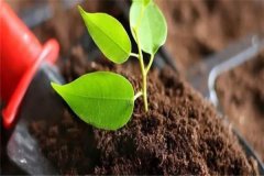 多菌靈可以直接澆灌嗎？如何使用多菌靈灌根？
