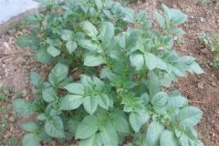 土豆秧用不用打尖和打叉，開(kāi)花后施什么肥料？