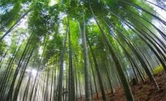 毛竹的生長(zhǎng)特點(diǎn)，毛竹的變種、變型及品種簡(jiǎn)介