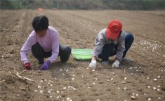 大蒜什么時(shí)間種植，如何掌握大蒜種植深度？