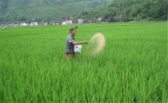 水稻生產(chǎn)為什么要多施鉀肥，水稻怎么施用鉀肥