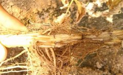 怎樣防治黃花菜根腐病，發(fā)病原因是什么？