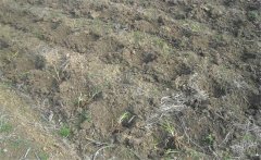 怎樣給黃花菜施肥？黃花菜不同生長期施什么肥