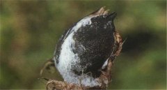 棉花如何預(yù)防棉鈴黑果??？棉鈴黑果病防治措施